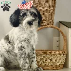 Molly, Bernedoodle Puppy