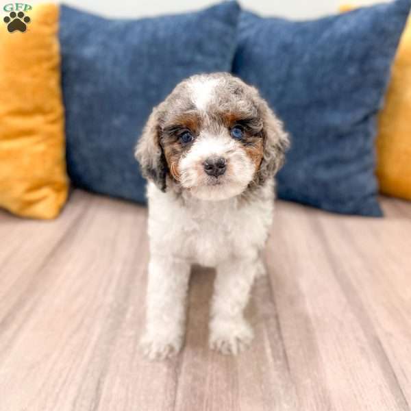 Miles, Cavapoo Puppy