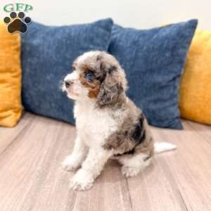 Miles, Cavapoo Puppy