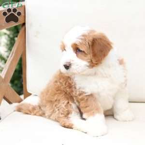 Boone, Bernedoodle Puppy