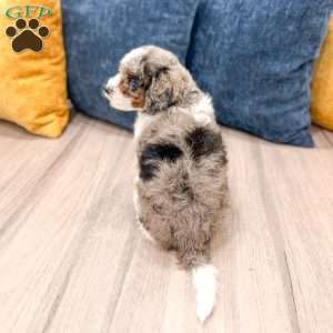 Miles, Cavapoo Puppy