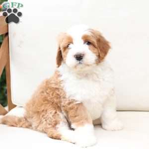 Boone, Bernedoodle Puppy
