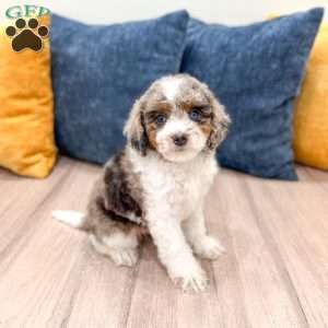 Miles, Cavapoo Puppy