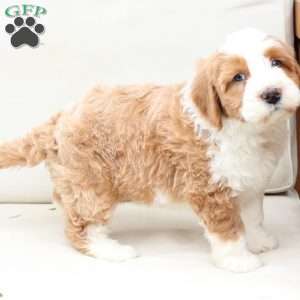 Boone, Bernedoodle Puppy