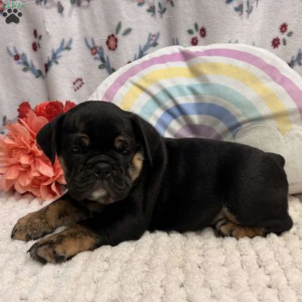 Wheeler, Miniature Bulldog Puppy