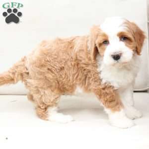 Boone, Bernedoodle Puppy