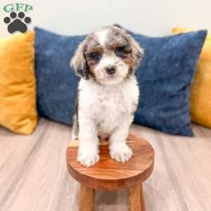 Miles, Cavapoo Puppy