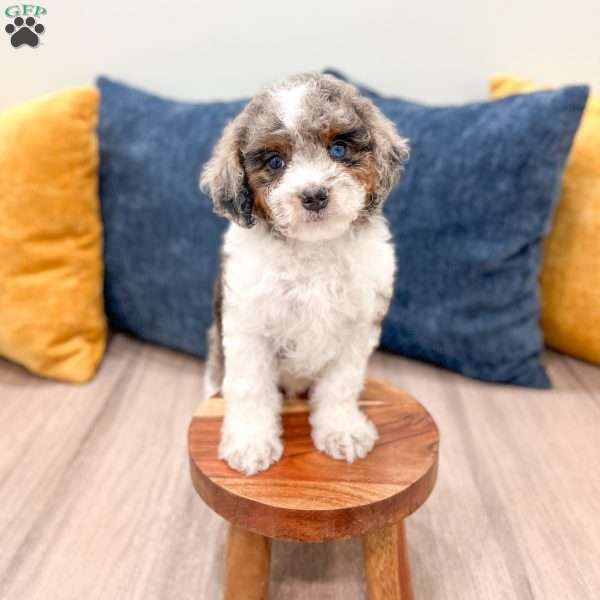Miles, Cavapoo Puppy