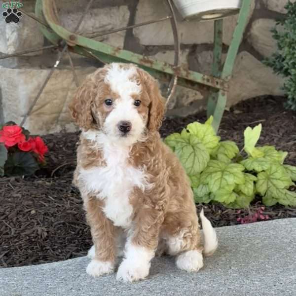 Molly, Mini Goldendoodle Puppy
