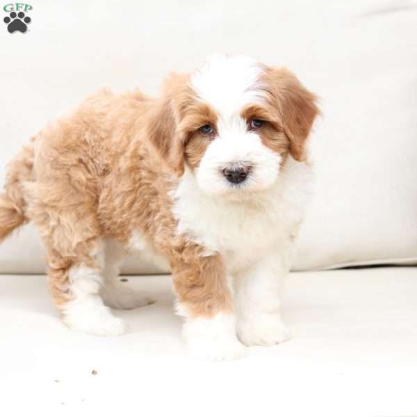 Boone, Bernedoodle Puppy