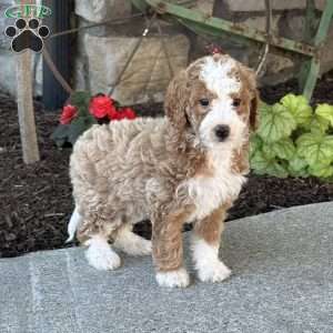 Molly, Mini Goldendoodle Puppy