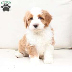 Boone, Bernedoodle Puppy