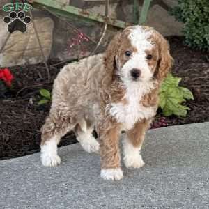 Molly, Mini Goldendoodle Puppy