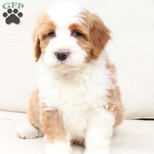 Boone, Bernedoodle Puppy