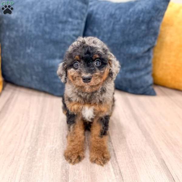 Jack, Cavapoo Puppy