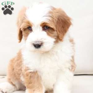 Boone, Bernedoodle Puppy
