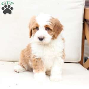 Boone, Bernedoodle Puppy
