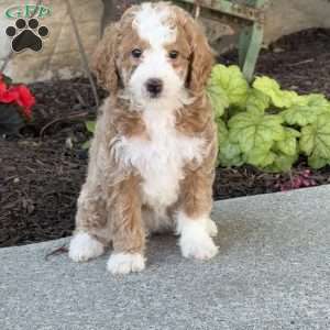 Molly, Mini Goldendoodle Puppy