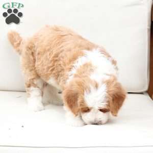 Boone, Bernedoodle Puppy