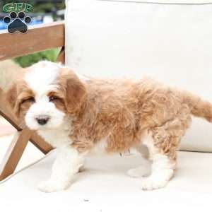 Boone, Bernedoodle Puppy
