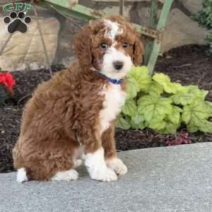 Moose, Mini Goldendoodle Puppy