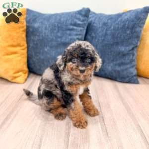 Jack, Cavapoo Puppy
