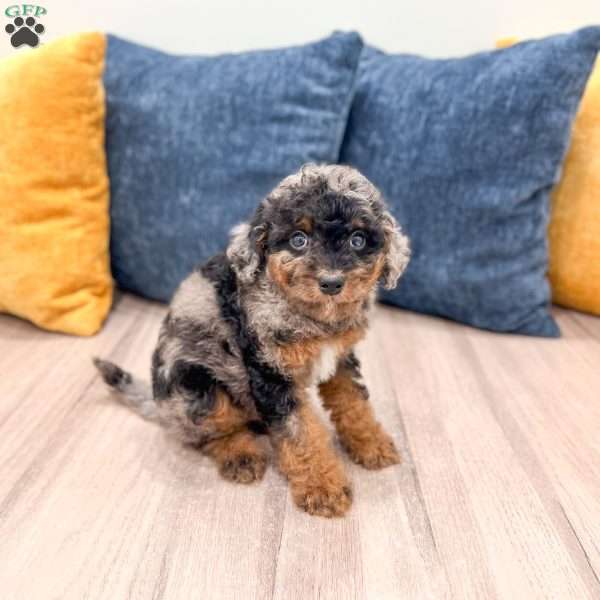 Jack, Cavapoo Puppy