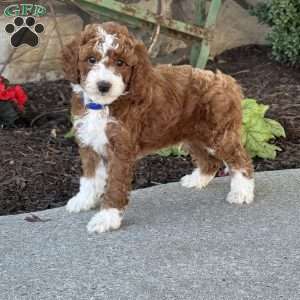 Moose, Mini Goldendoodle Puppy