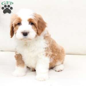 Boone, Bernedoodle Puppy