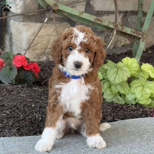 Moose, Mini Goldendoodle Puppy