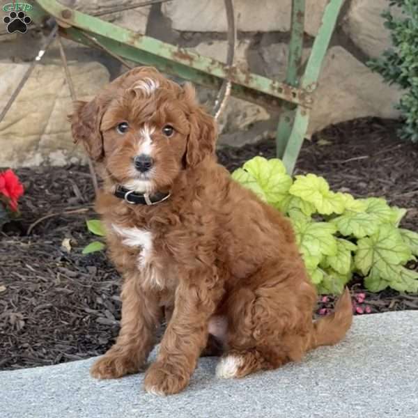 Max, Mini Goldendoodle Puppy