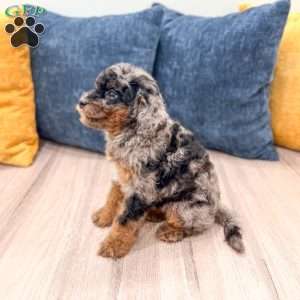 Jack, Cavapoo Puppy