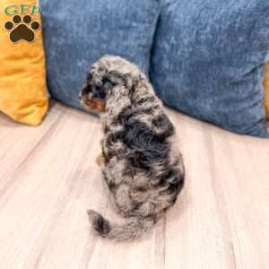 Jack, Cavapoo Puppy