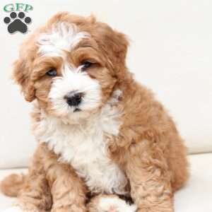Moose, Bernedoodle Puppy