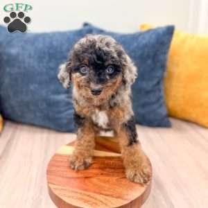 Jack, Cavapoo Puppy