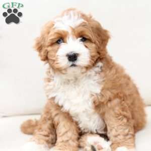 Moose, Bernedoodle Puppy