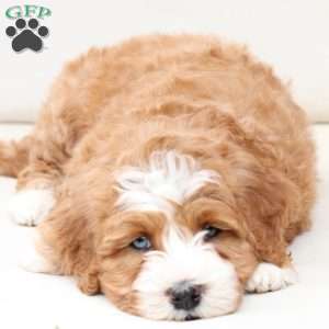 Moose, Bernedoodle Puppy