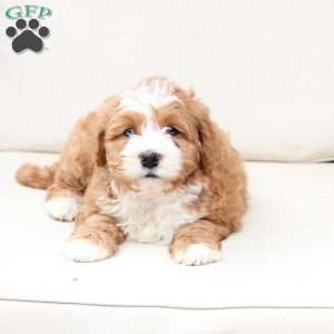 Moose, Bernedoodle Puppy