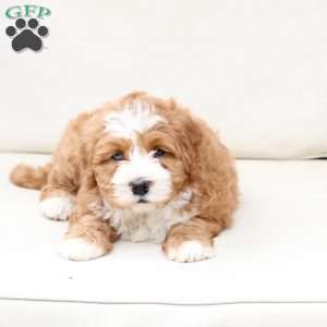 Moose, Bernedoodle Puppy