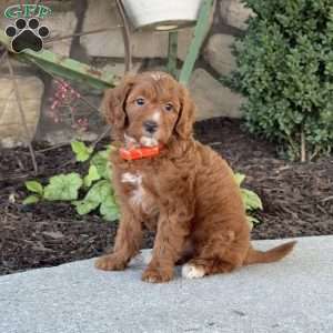 Misty, Mini Goldendoodle Puppy