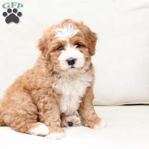 Moose, Bernedoodle Puppy