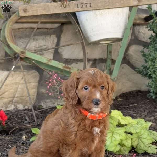 Misty, Mini Goldendoodle Puppy