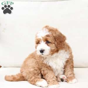 Moose, Bernedoodle Puppy
