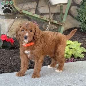 Misty, Mini Goldendoodle Puppy