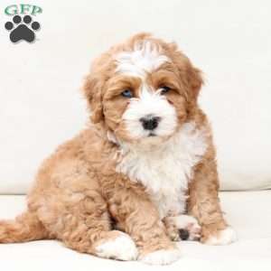 Moose, Bernedoodle Puppy