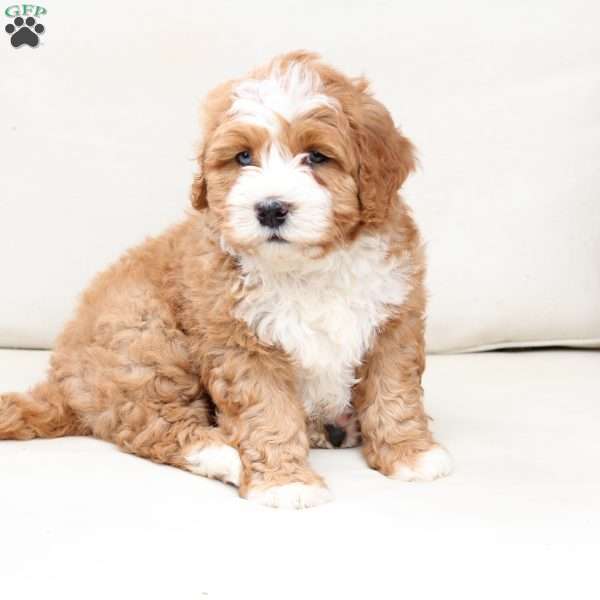 Moose, Bernedoodle Puppy