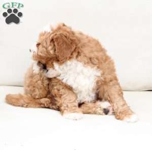 Moose, Bernedoodle Puppy