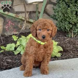 Millie, Mini Goldendoodle Puppy