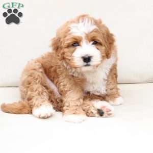 Moose, Bernedoodle Puppy