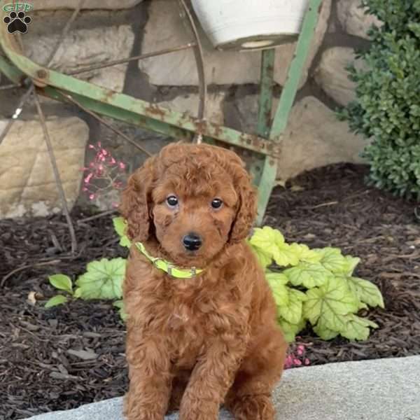 Millie, Mini Goldendoodle Puppy